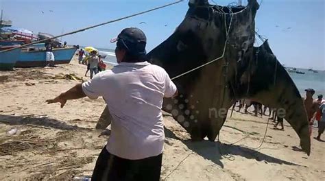 Huge Manta Ray Caught In Peru Buy Sell Or Upload Video Content With