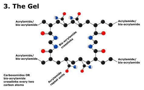 An Easy Sds Page Gel Recipe And 10 Step Protocol