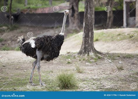 Ostrich 3 Stock Photo Image Of Nature Wild Green Stand 42611796