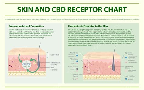 Gambar Bagan Reseptor Kulit Dan Cbd Ilustrasi Infografis Horizontal Tentang Ganja Sebagai Obat