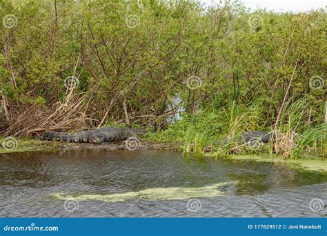 An Alligator Laying In A Grassy Florida Swamp Sunning Itself Stock