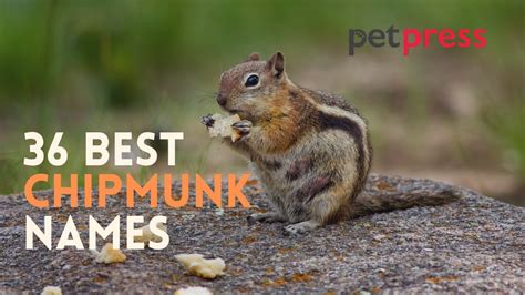 36 Cute Chipmunk Names Male Female Baby And More Chipmunk Name