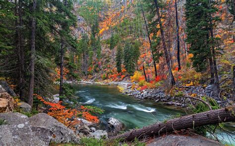 Green Leaf Tree Landscape Forest Pine Trees River Hd Wallpaper