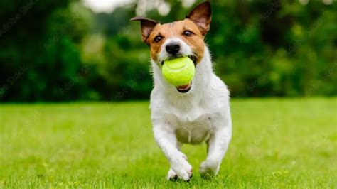 Why Do Dogs Love Tennis Balls Greatbeautifuldogs