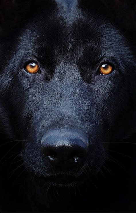 9 Cool Facts About Black German Shepherds You Didnt Know World Of Dogz