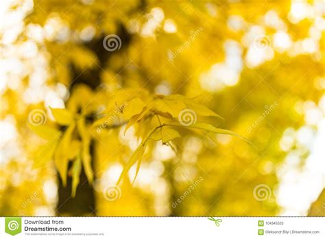 Blurred Autumn Backgrounds Yellow Leaves Stock Image Image Of Beauty