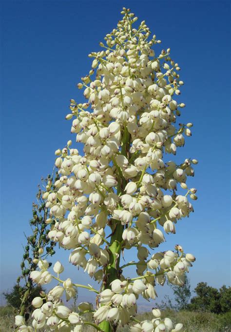 Choose from a wide range of similar scenes. Chaparral Yucca, Hesperoyucca whipplei