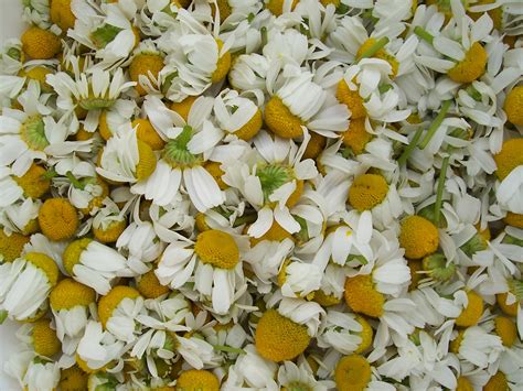 How To Make The Perfect Cup Of Chamomile Tea Flower