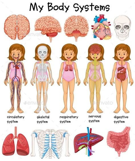 Human Body Systems Diagram Human Body Unit Human Body Activities