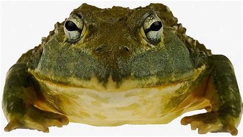 bullfrogs    world animal enthusias blog