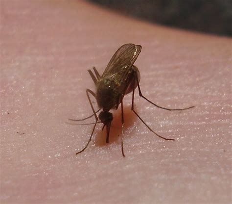 Filemosquito Closeup Wikimedia Commons