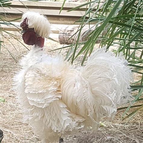 White Frizzle Showgirl Naked Neck Silkie Chicken Rooster 11872 Hot