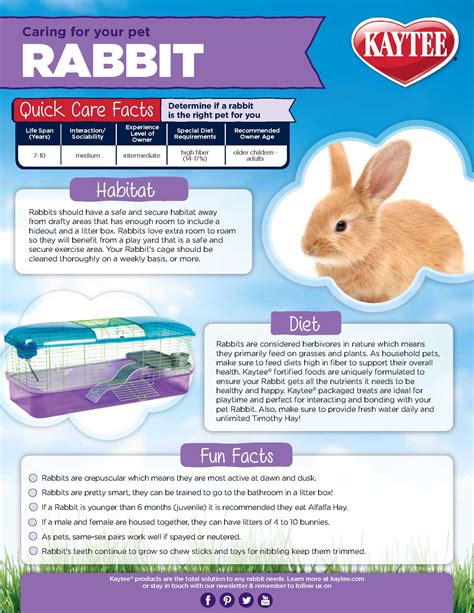 Caring For Your Pet Rabbit Pet Rabbit Care Guide Kaytee