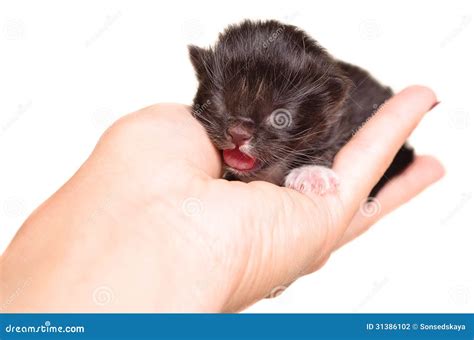 Cute Newborn Kitten Meowing Stock Photo Image Of Black Kitten 31386102