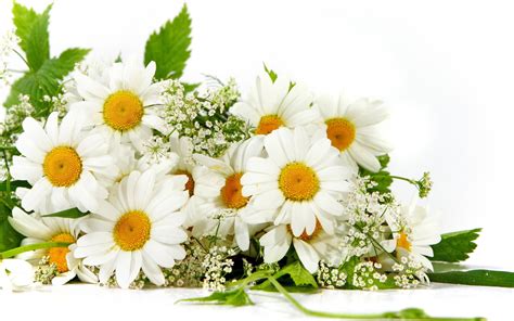 Beautiful White Flowers Hd Wallpapers Hd Wallpapers