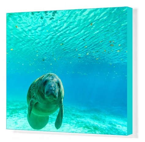 Print Of Manatee Swimming In Clear Water Of Crystal River Florida In