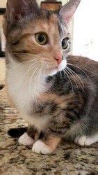 This is my cat jameson! I found Tabasco Girl on | Calico cats, Other and Orange