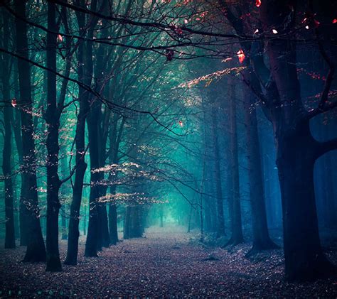 Creepy Forest Wallpaper 66 Images