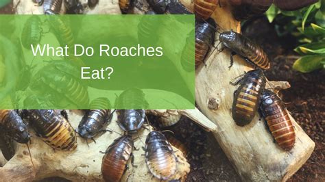 Whether it's your home or place of business, you may at some point have to deal with a pest infestation of one form or another. What Do Roaches Eat? | Radar Pest Control