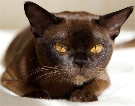 Burmese Shorthair Cat Personality And Behavior Pettime