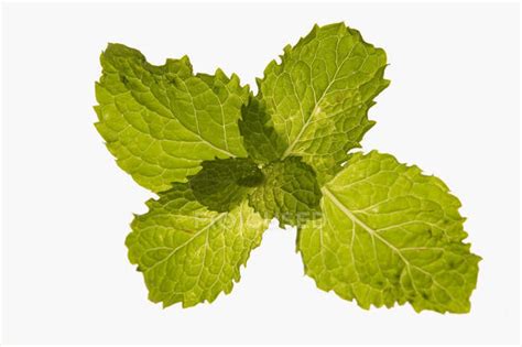 Fresh Mint Leaves — Vegan Yummy Stock Photo 148700959