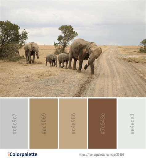 Color Palette Theme Related To African Elephant Ecosystem Elephant