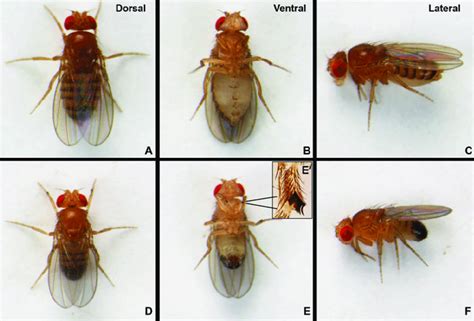 wild type d melanogaster female a c and male d f flies as seen download scientific diagram