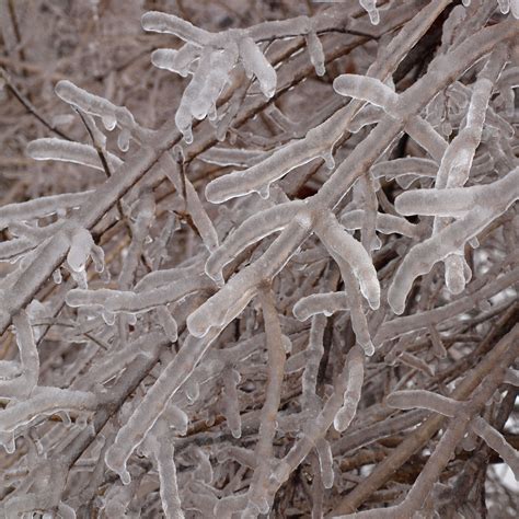 Icy Branches Free Stock Photo Public Domain Pictures