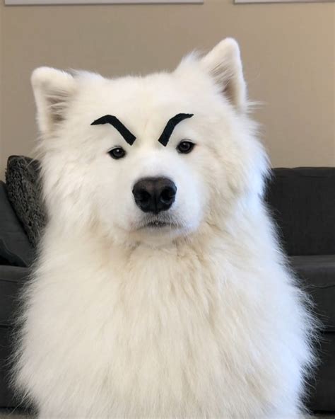 Samoyed Wears Eyebrows Cute Funny Animals Cute Animals