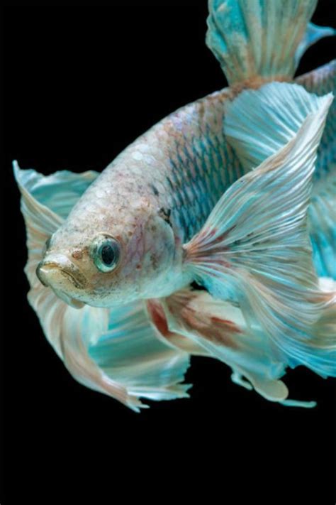 This is how they received the name 'veil tail'. Looks like a fighting fish. Love that pale sky blue fading ...
