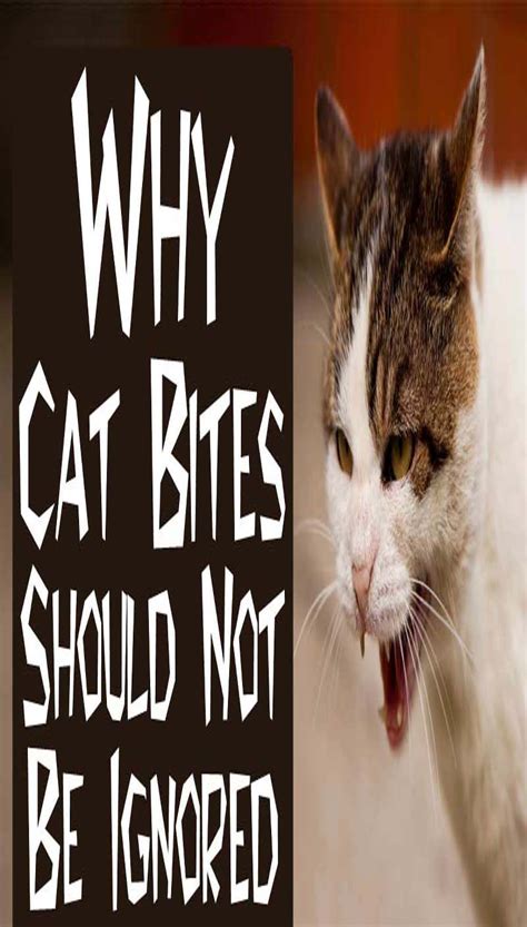 How To Deal With Cat Bites Cat Guides Cat Biting Cat Health Cats