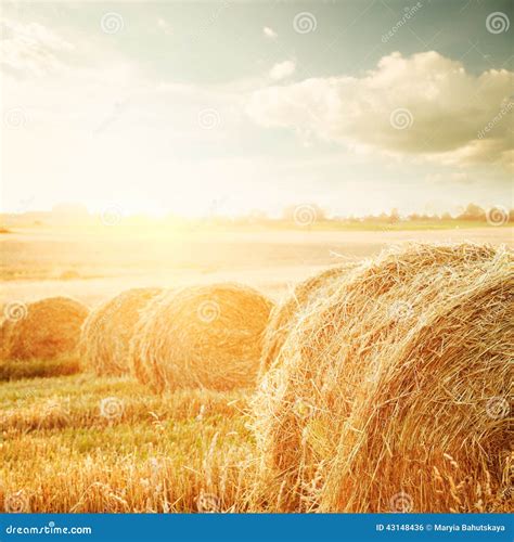 Summer Field With Hay Bales At Sunset Stock Photo Image Of Landscape
