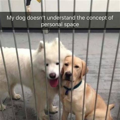 16 Cats And Dogs That Just Want Their Personal Space I Can Has