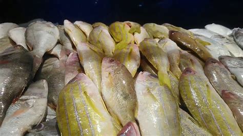 Fish In Riyadh Price For January 2020 Batha Riyadh Saudi Arabia