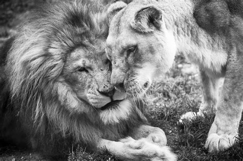 African Lions In Love Mammals Photos Prints