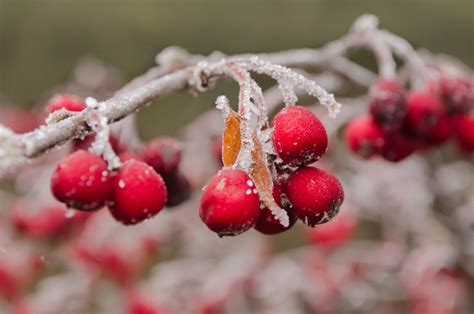 Rote Beeren im Winter Kostenloses Stock Bild - Public Domain Pictures