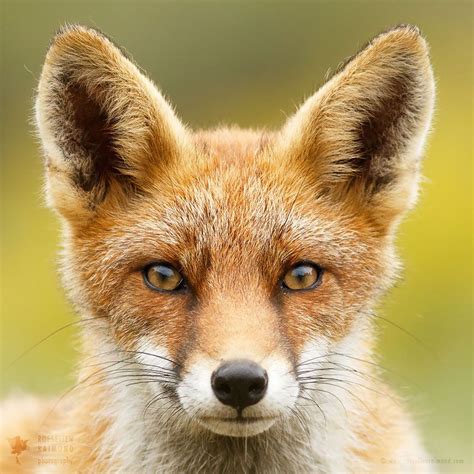 An Orange Fox With Blue Eyes Looking At The Camera