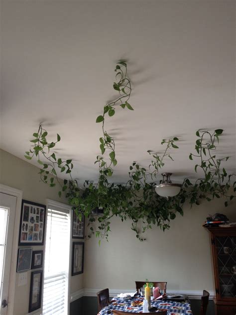 20 Fake Vines Room Decor Ideas Homyhomee