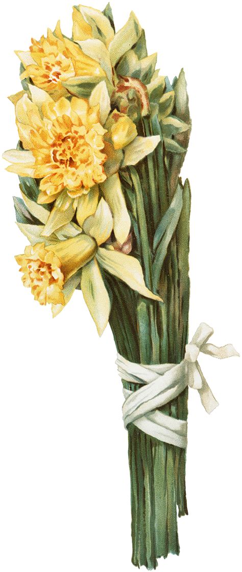 Beautiful Vintage Daffodils Image The Graphics Fairy