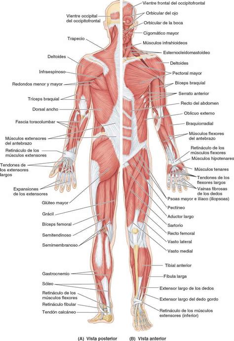 Tejido Y Sistema Musculares Enfermer A