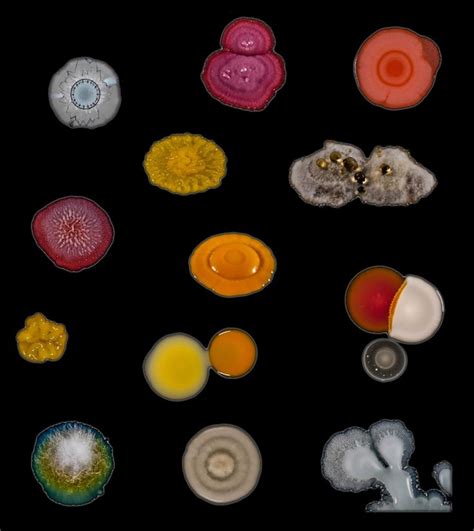 Though The Microbes That Rule Our World Are Normally Too Small To See