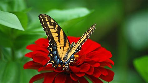Yellow Black Butterfly On Red Flower In Green Blur Background Hd