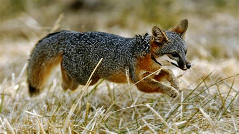 Once Nearly Extinct California Island Foxes No Longer Endangered The