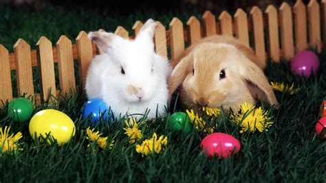 Easter Eggs And Bunnies Wallpapers Wallpaper Cave