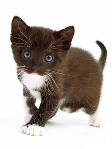 Cat Breeds White And Brown - Pets Lovers