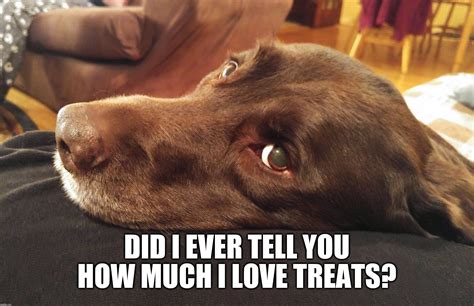 Did I Ever Tell You How Much I Love Treats Imgflip