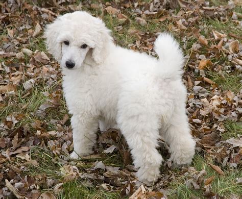 Baby Standard Poodle Looks Like My Miss Bea When She Was A Lil Girl