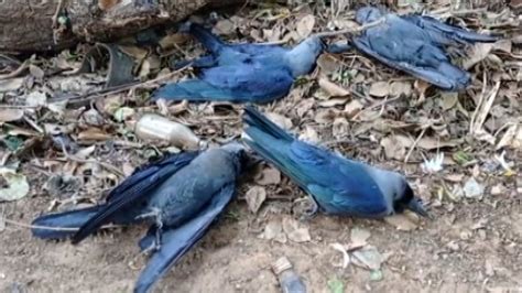 Bird Flu Scare Grips Villagers In Odishas Puri District As Crows Fall Dead All Over