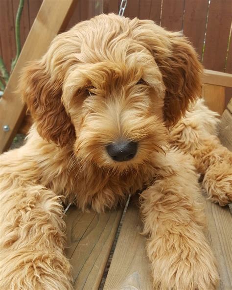 Puppies will come with a 1 year genetic health guarantee and vet checked in addition to. Red/Apricot Goldendoodle puppies | Leeds, West Yorkshire ...