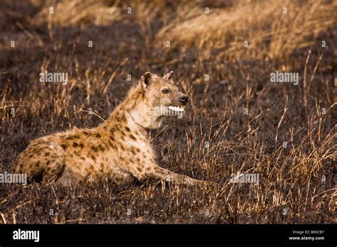 A Hyena Resting On The Serengeti Stock Photo Alamy